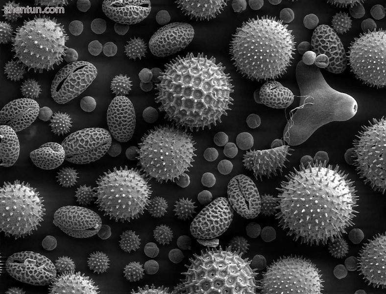 SEM of miscellaneous plant pollens. Pollens are very common allergens.