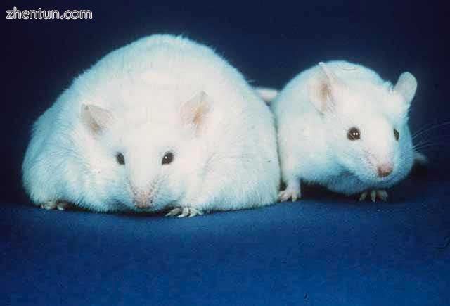 A comparison of a mouse unable to produce leptin thus resulting in obesity (left) and a normal mouse ...