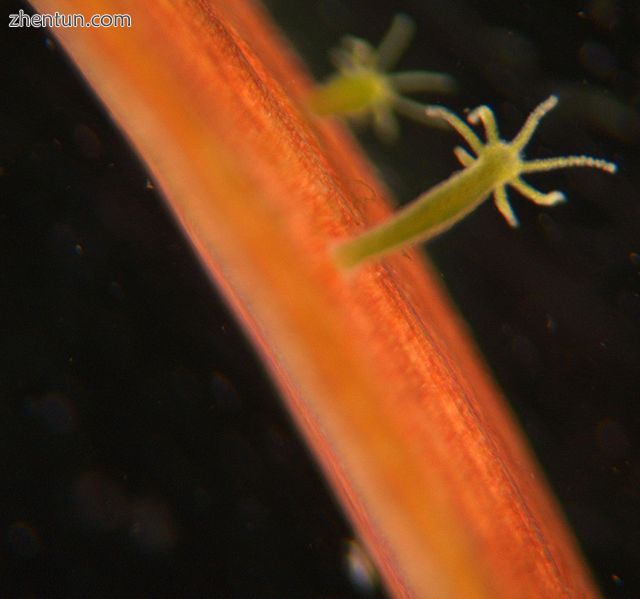 Immortal Hydra, a relative of the jellyfish