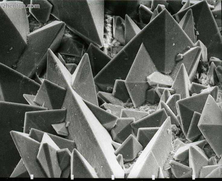 Scanning electron micrograph of the surface of a kidney stone showing tetragonal crystals of Weddell ...