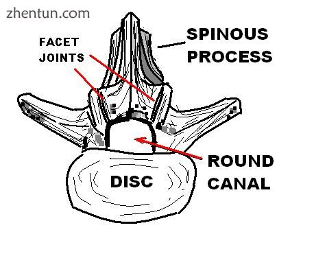 LUMBAR_ROUND_CANAL.JPG