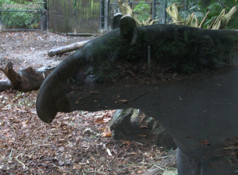 The nose of a tapir.