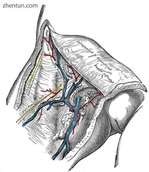 The great saphenous vein and its tributaries at the fossa ovalis in the groin.