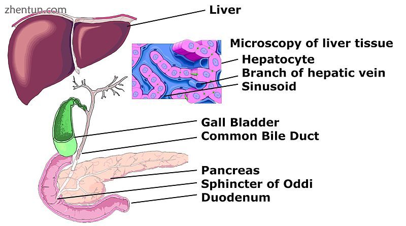 A diagram of the biliary tree showing the sphincter of Oddi. Note that part of the gall bladder has  ...