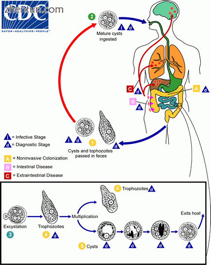 The life-cycle of various intestinal Entamoeba species