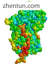 Structure of Alpha-1 antitrypsin