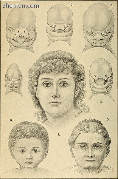 Human face development, by Haeckel