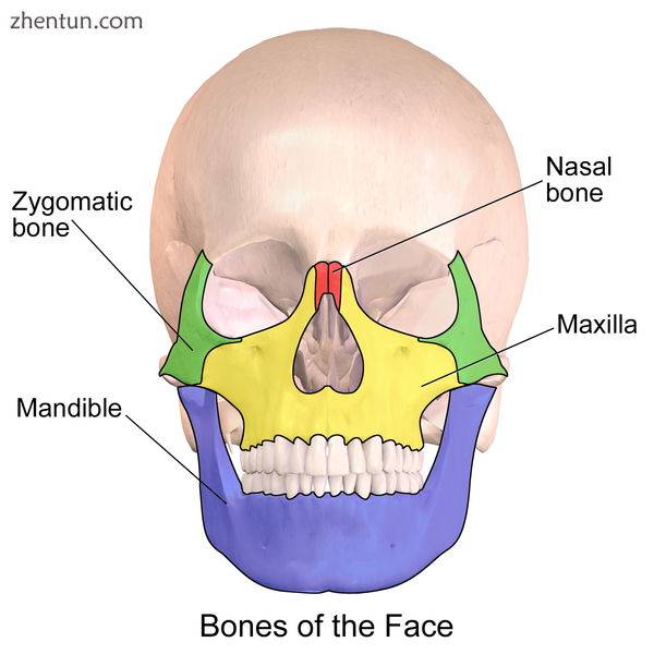 Skeletal anatomy of the face