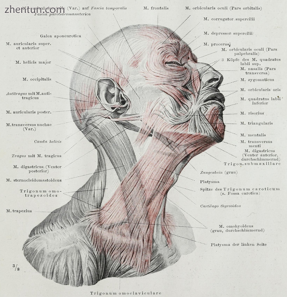 The muscles of the face are important when engaging in facial expressions.