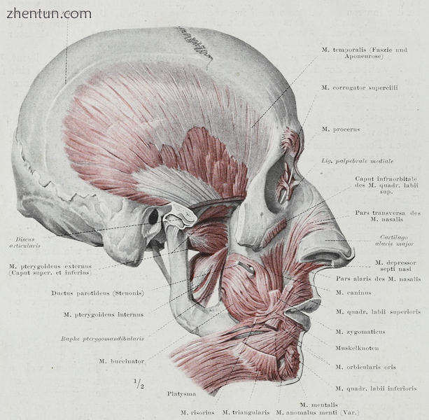 The nasal cartilages are important in defining the shape of the nose.