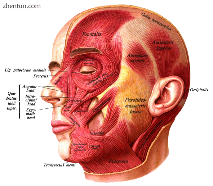Ventrolateral aspect of the face with skin removed, showing muscles of the face.