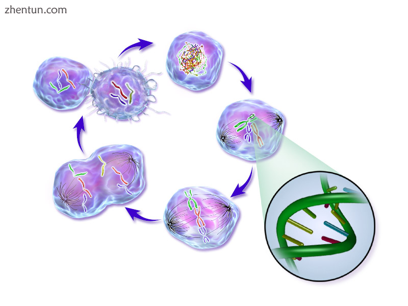 Life cycle of a cancer cell. 