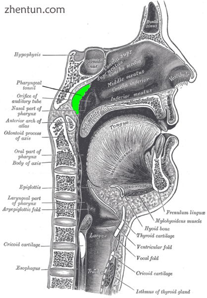 Location of the adenoid