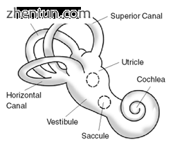 Diagram of the inner ear