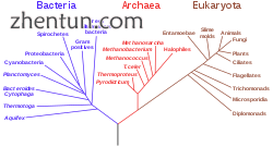 Carl Woese's 1990 phylogenetic tree based on rRNA data shows the domains of.png