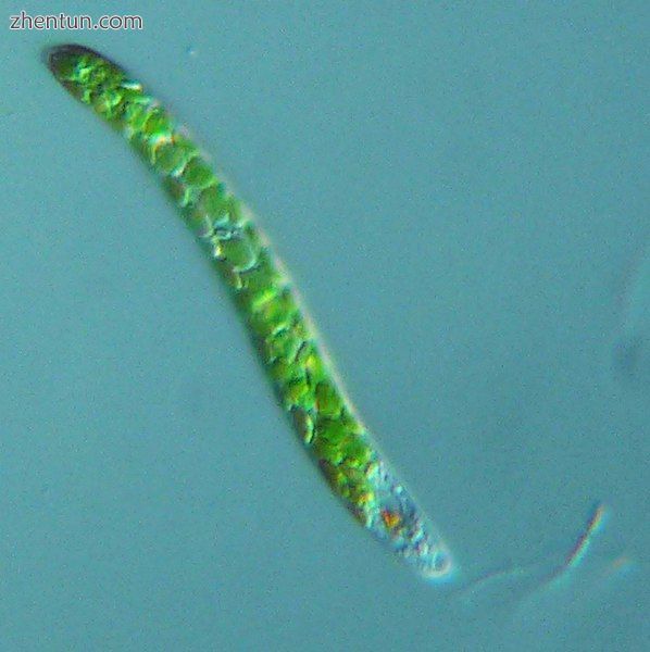 Euglena mutabilis, a photosynthetic flagellate.jpg
