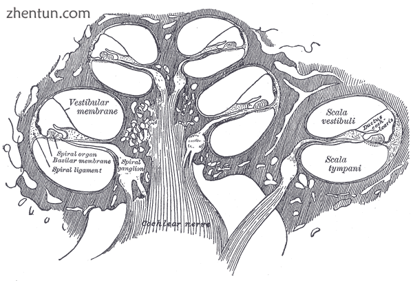 Cross-section of the cochlea..png