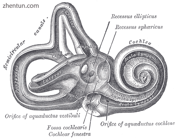 Interior of right osseous labyrinth..png