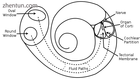 Structural diagram of the cochlea showing how fluid pushed in at the oval window.png