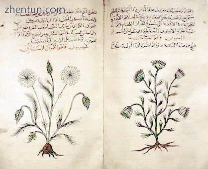 Arabic herbal medicine guidebook De Materia Medica of Dioscorides. Cumin &amp; dil.jpeg