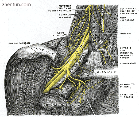The right brachial plexus with its short branches, viewed from in front..png