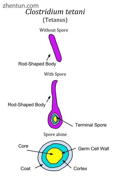 Clostridium tetani is strongly durable due to its endospores. Pictured is the ba.png