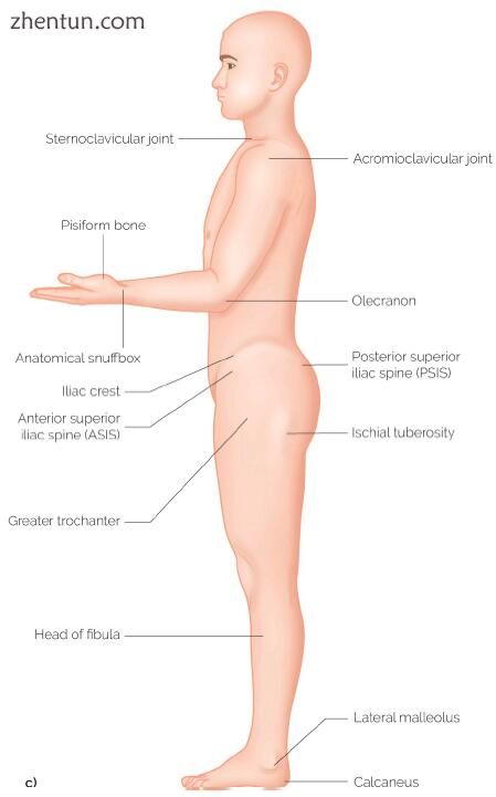 22 (a–c) Bony landmarks.jpg