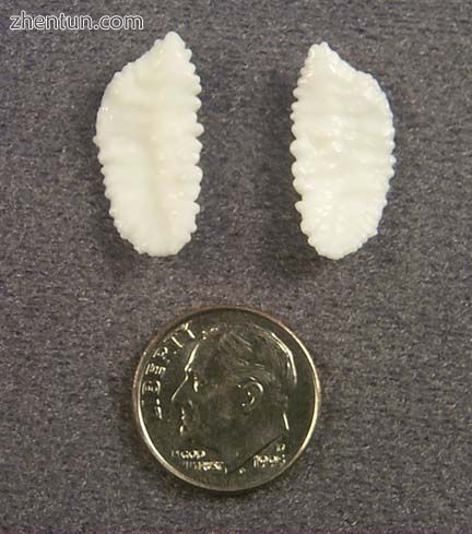 A pair of sagittae from a Pacific Cod (Gadus macrocephalus)..jpg