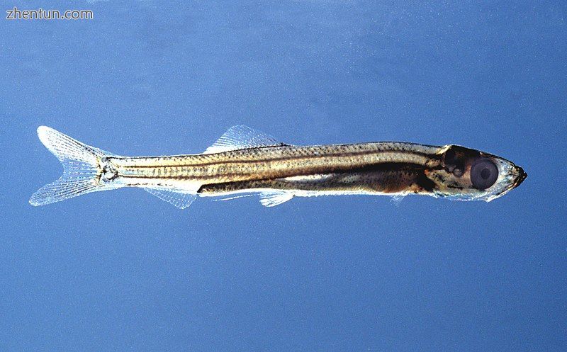 Juvenile herring. Length 30 mm; 3 months old; still transparent; the otoliths ar.jpg