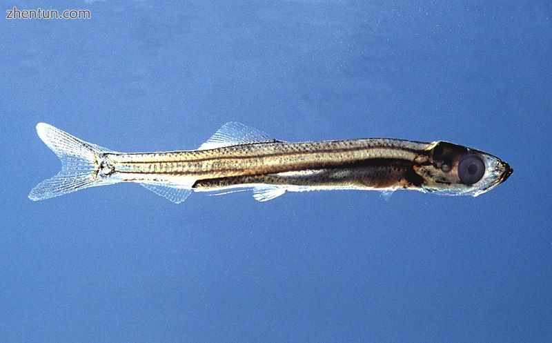 Juvenile herring. Length 30 mm; 3 months old; still transparent; the otoliths ar.jpg