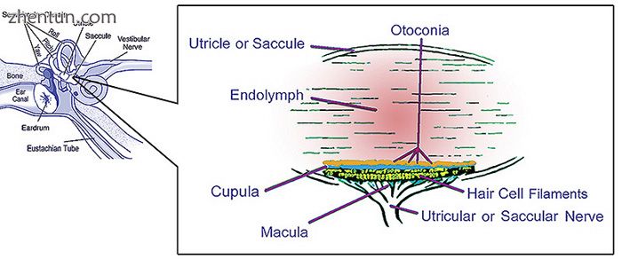 Otolith organs showing detail of utricle, otoconia, endolymph, cupula, macula, h.jpg