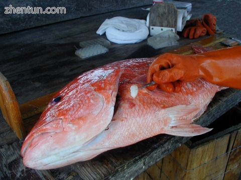 Removing an otolith from a red snapper to determine its age.jpg