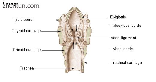 Illustration of the superior view of the larynx. Tissues lining laryngeal struct.jpg