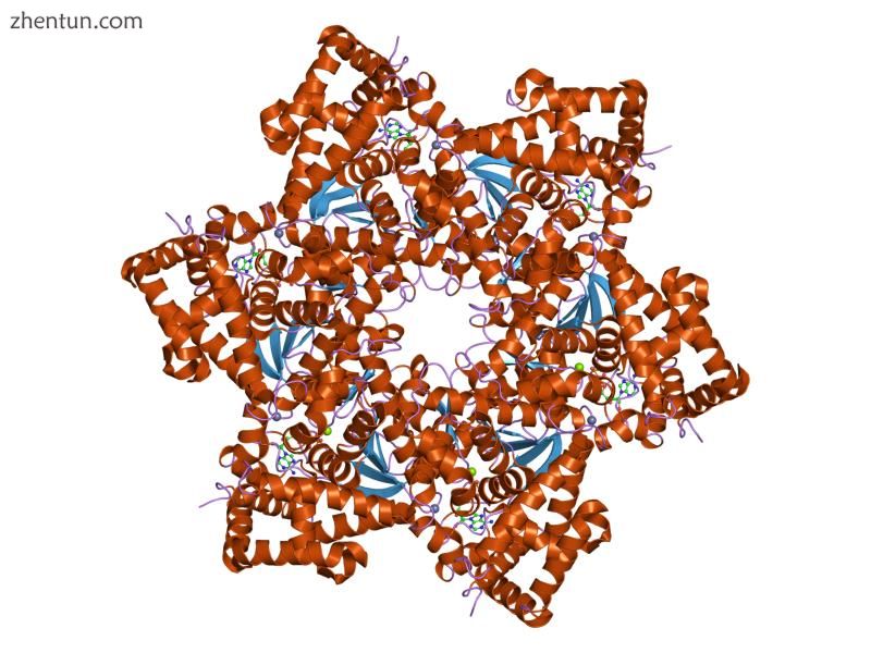 Papillomavirus large T antigen helicase domain.jpg