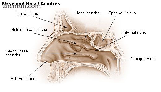 Nasal anatomy  The shell-form turbinates (conchae nasales)..jpg