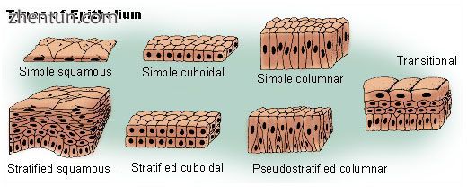 Nasal anatomy Squamous epithelium is one of several types of epithelia..jpg