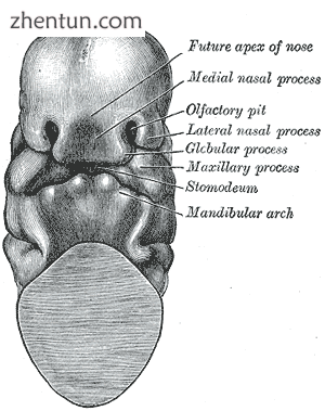 Nasal anatomy The embryonic human head, c. 30 days of gestation..png