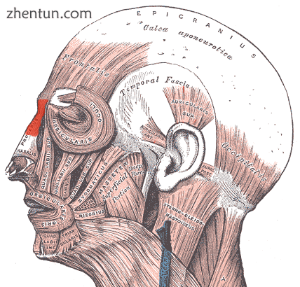 Nasal anatomy The procerus muscle (musculus procerus, pyramidalis nasi, depresso.png