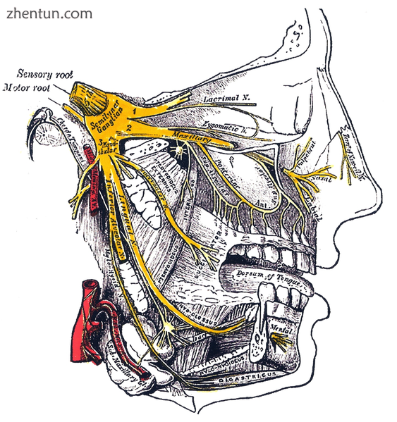 Nasal innervation  Cranial nerve V, the trigeminal nerve (nervus trigeminis) giv.png
