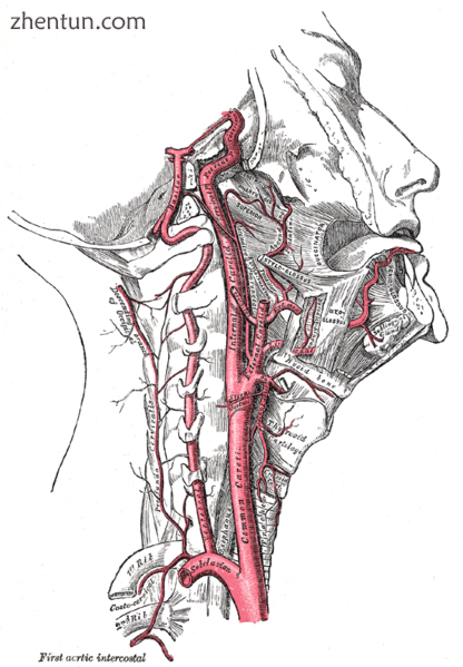 Rhinoplasty  The Common carotid artery..png