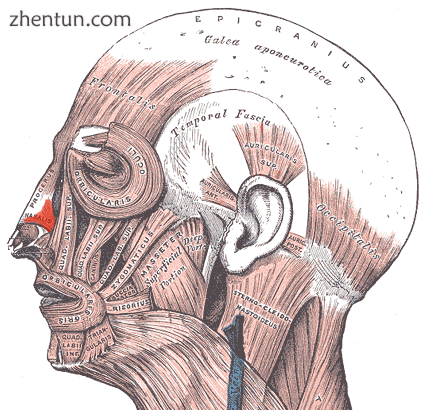 Rhinoplasty  The nasal muscle compresses the nasal bridge, depresses the tip of .png