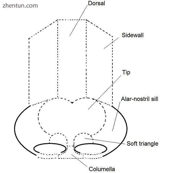 Rhinoplasty  the surgical nose as aesthetic nasal segments..jpg