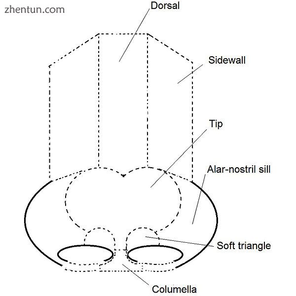 Rhinoplasty  the surgical nose as aesthetic nasal segments..jpg