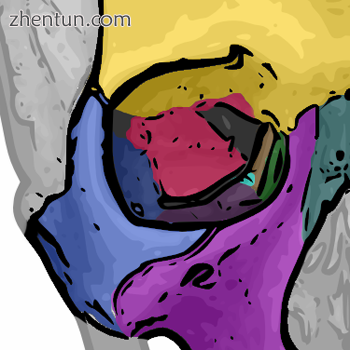 Rhinoplasty In relation to the nasal bone (teal green), seven (7) bones compose .png