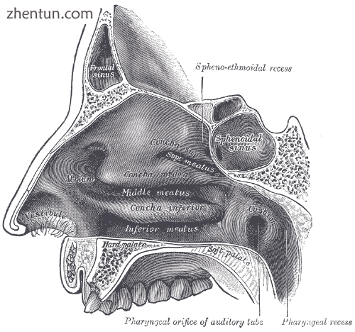 Rhinoplasty Lateral wall of the nasal cavity..png