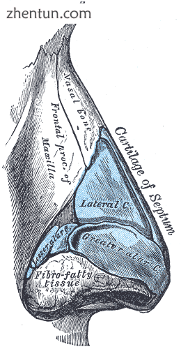 Rhinoplasty Right lateral view of the nasal cartilages and the nasal bone..png