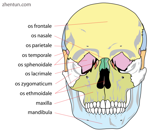 The facial bones.png