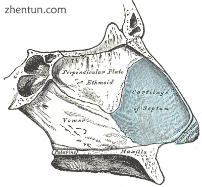 Bones and cartilages of septum of nose. Right side..png