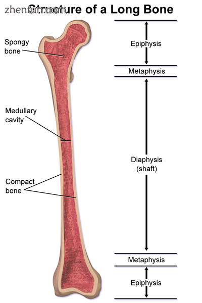 The diaphysis is the midshaft of the femur.png