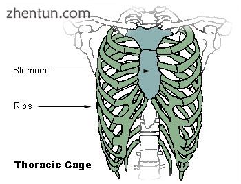 The sternum, shown in blue-green.jpg